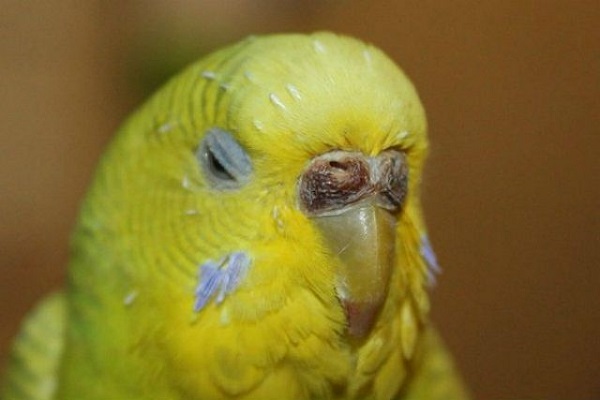 Некроз у волнистого попугая
