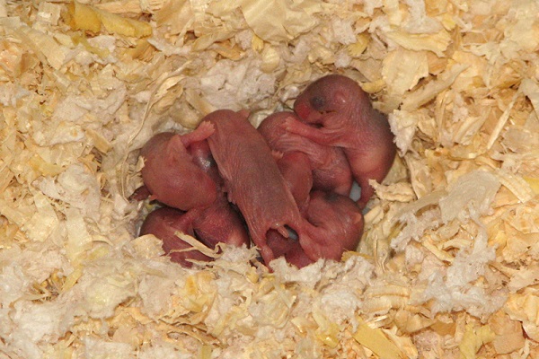 Новорожденные джунгарики