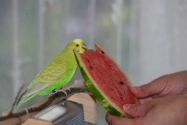 Волнистый попугай ест арбуз