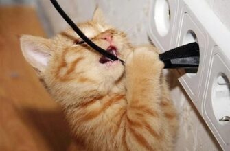Кот грызет провода