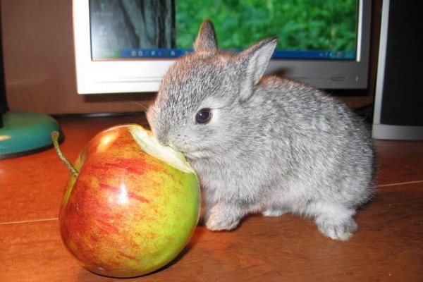 Кролик и яблоко