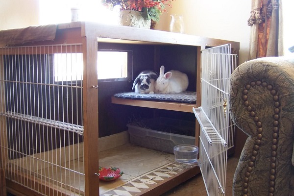 Домашние кролики в клетке
