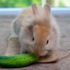Кролик ест огурец