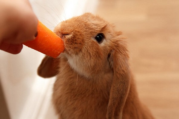 Кролик ест морковь