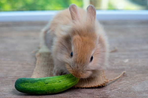 Кролик ест огурец