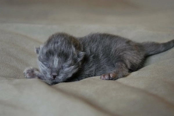 Шотландский котенок новорожденный
