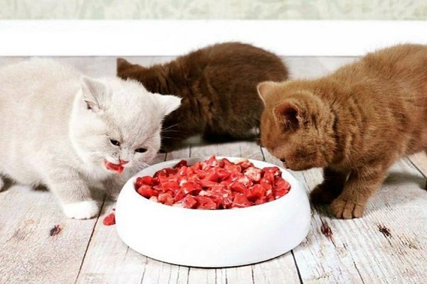 Котята кушают